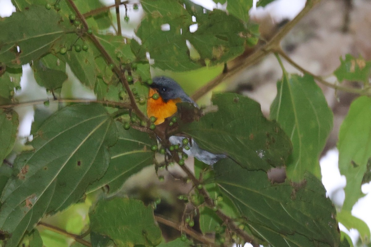 Flame-throated Warbler - ML644281305