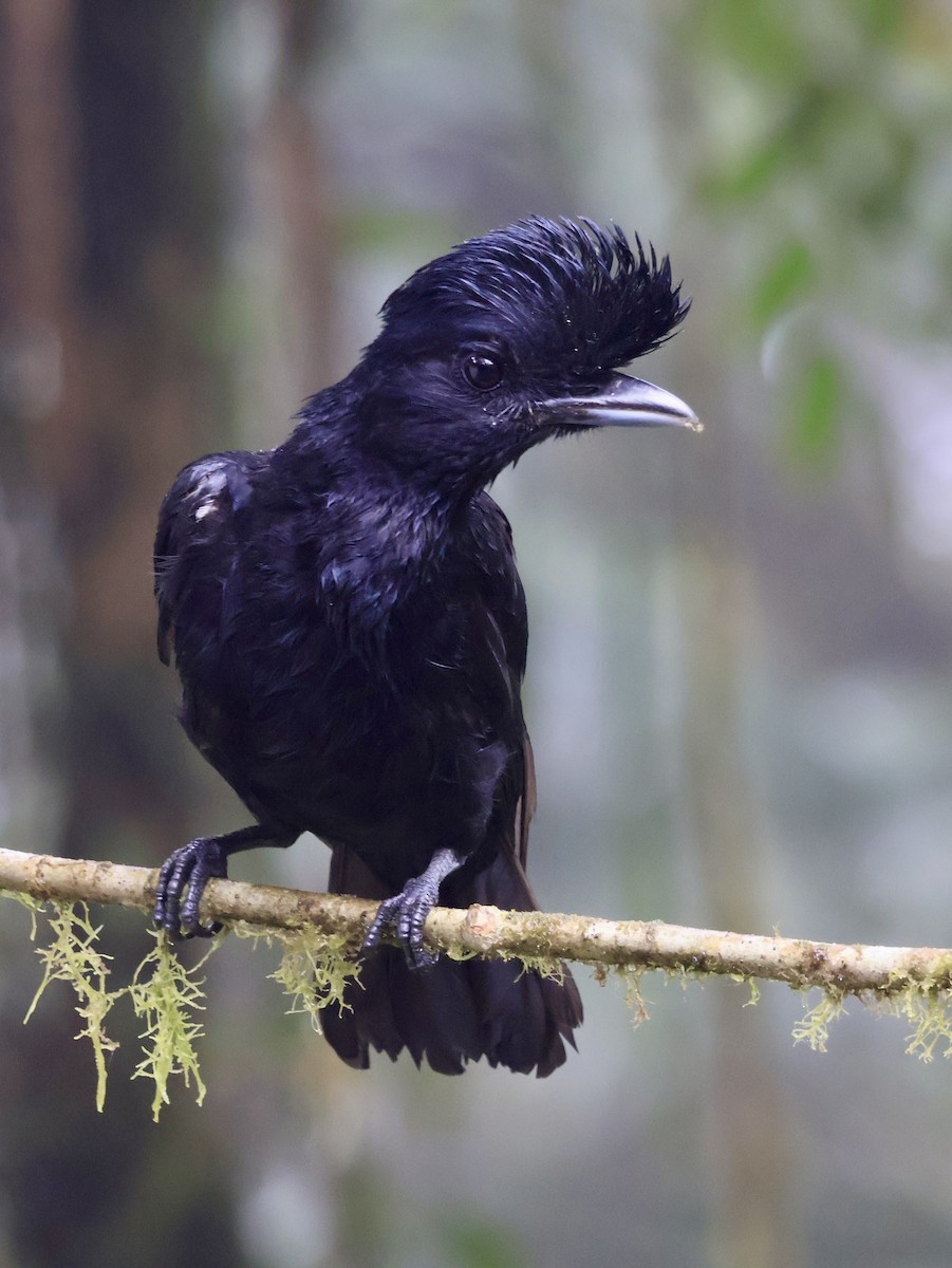 Long-wattled Umbrellabird - ML644281309