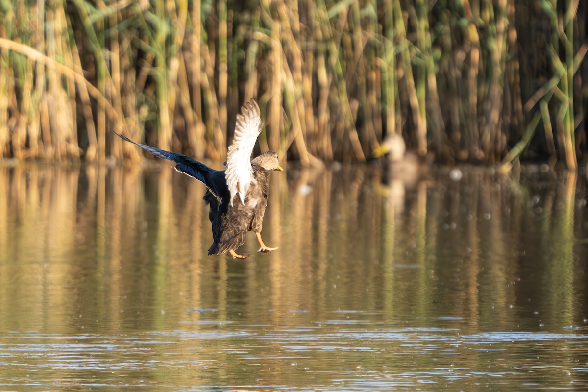 rødfotand - ML644281316