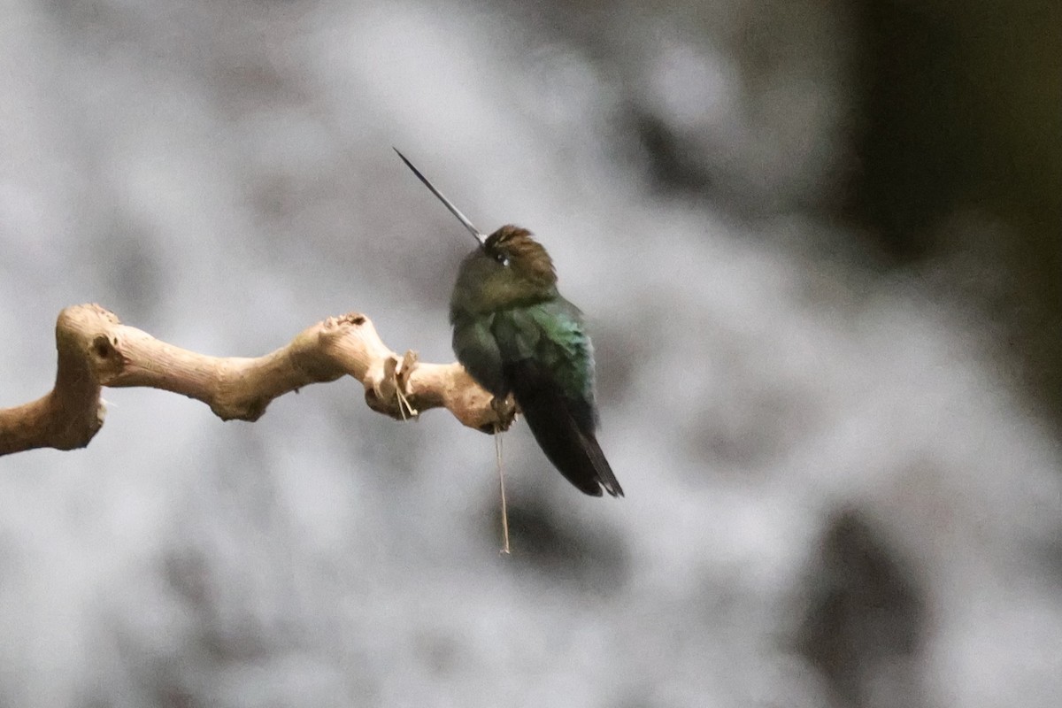 Green-fronted Lancebill - ML644281318