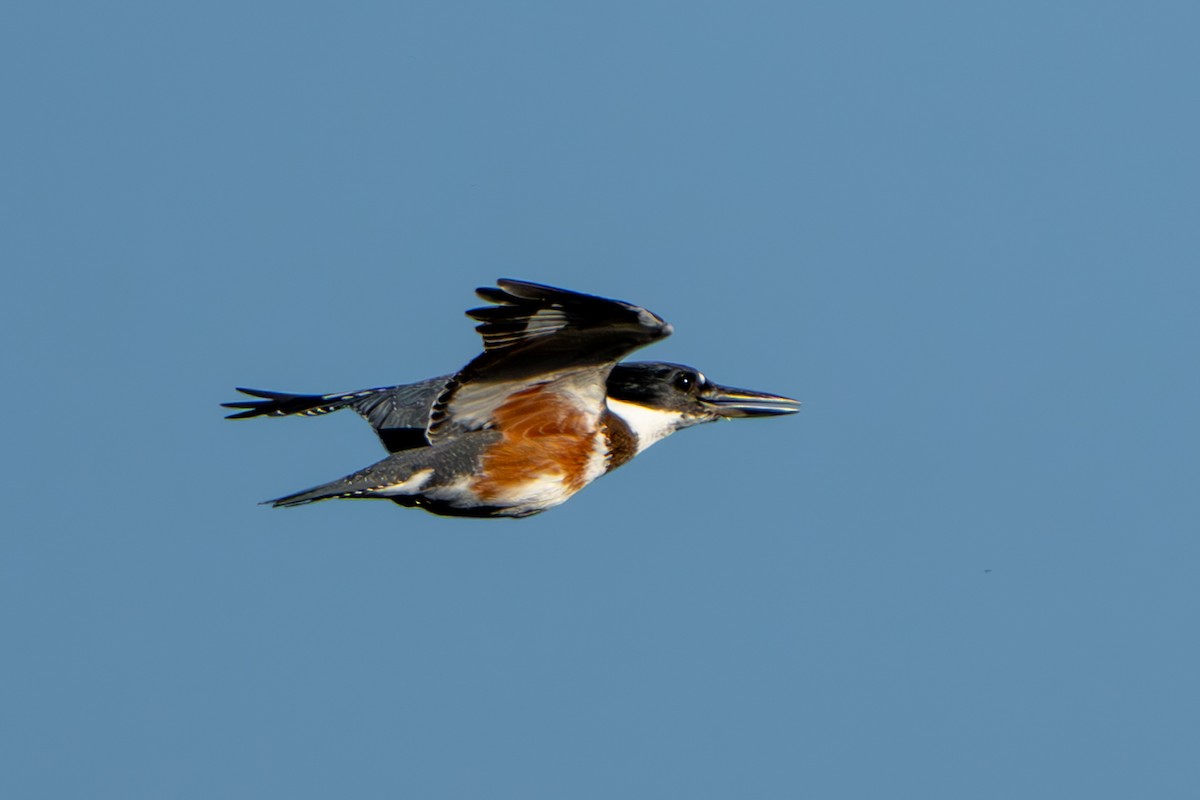 Belted Kingfisher - ML644281319