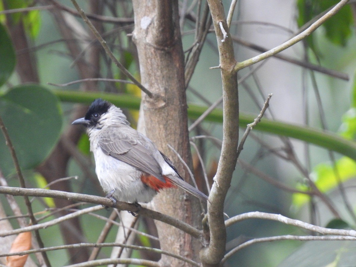 Sooty-headed Bulbul - ML644281320