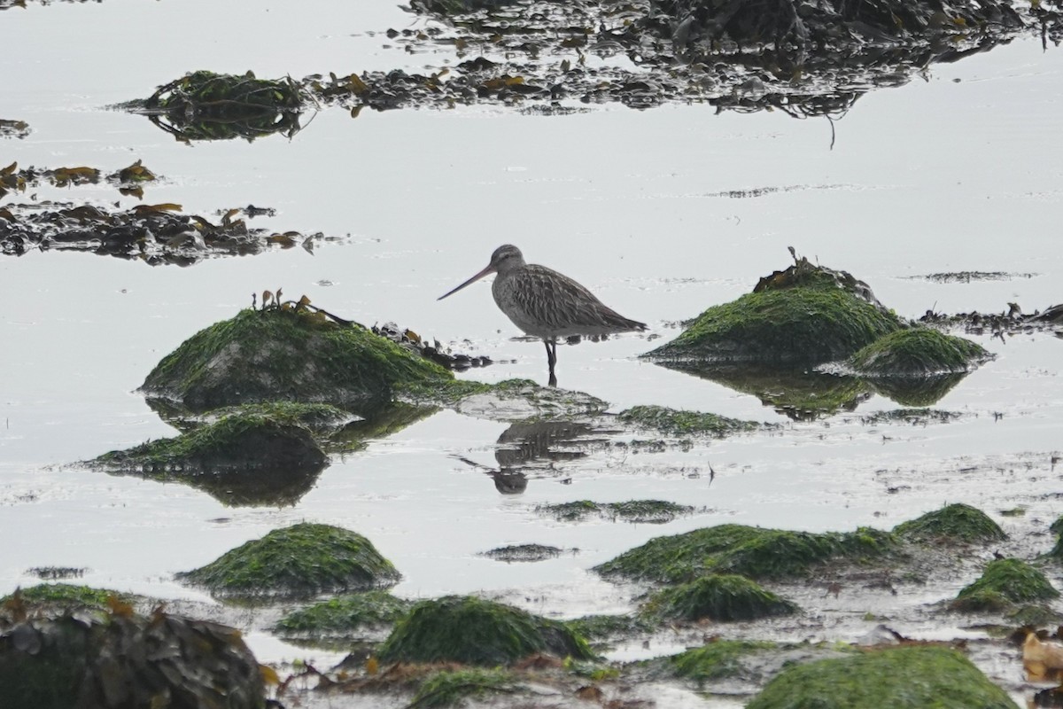 Хурган цууцал - ML644281328