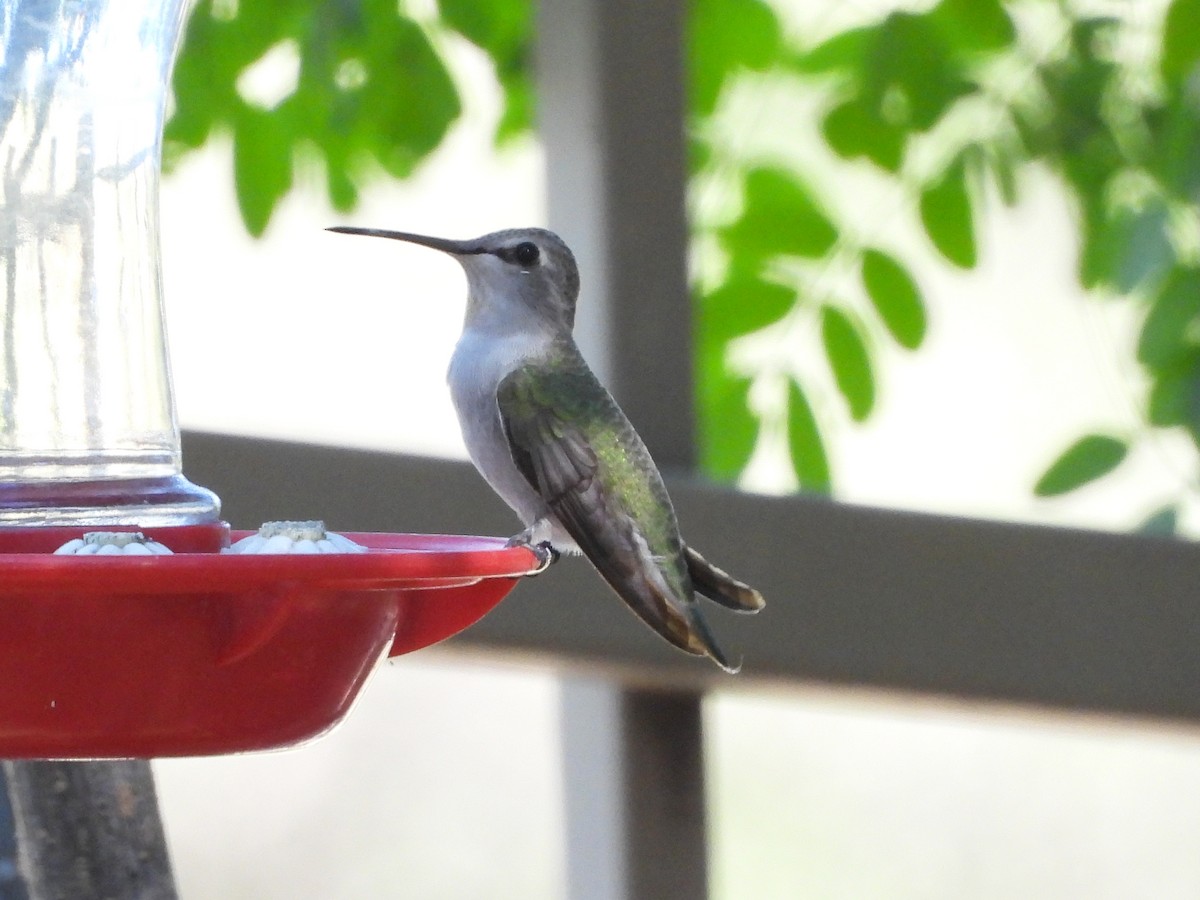 Costa's Hummingbird - ML644281329