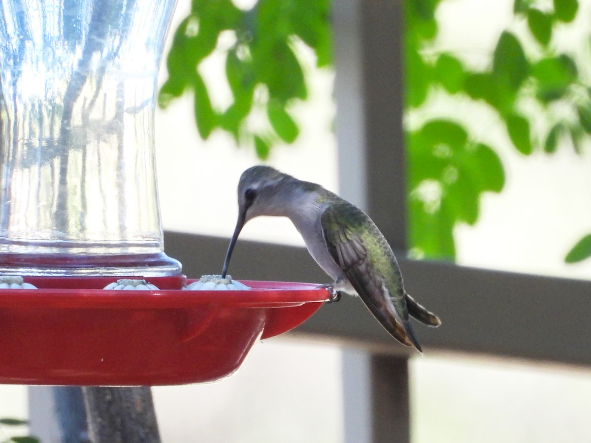Costa's Hummingbird - ML644281330