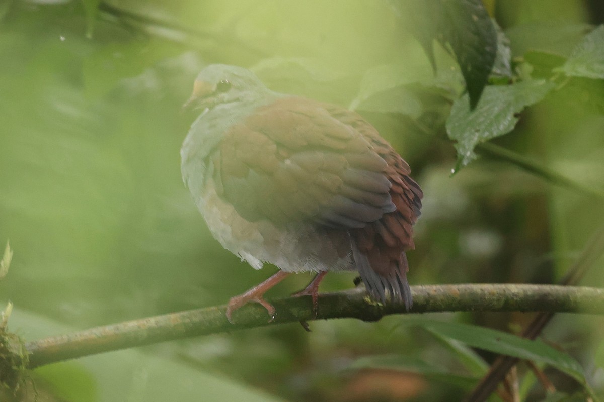 Costa-Rica-Taube - ML644281332