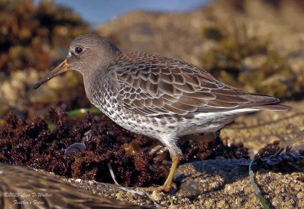 klippesnipe - ML644281335