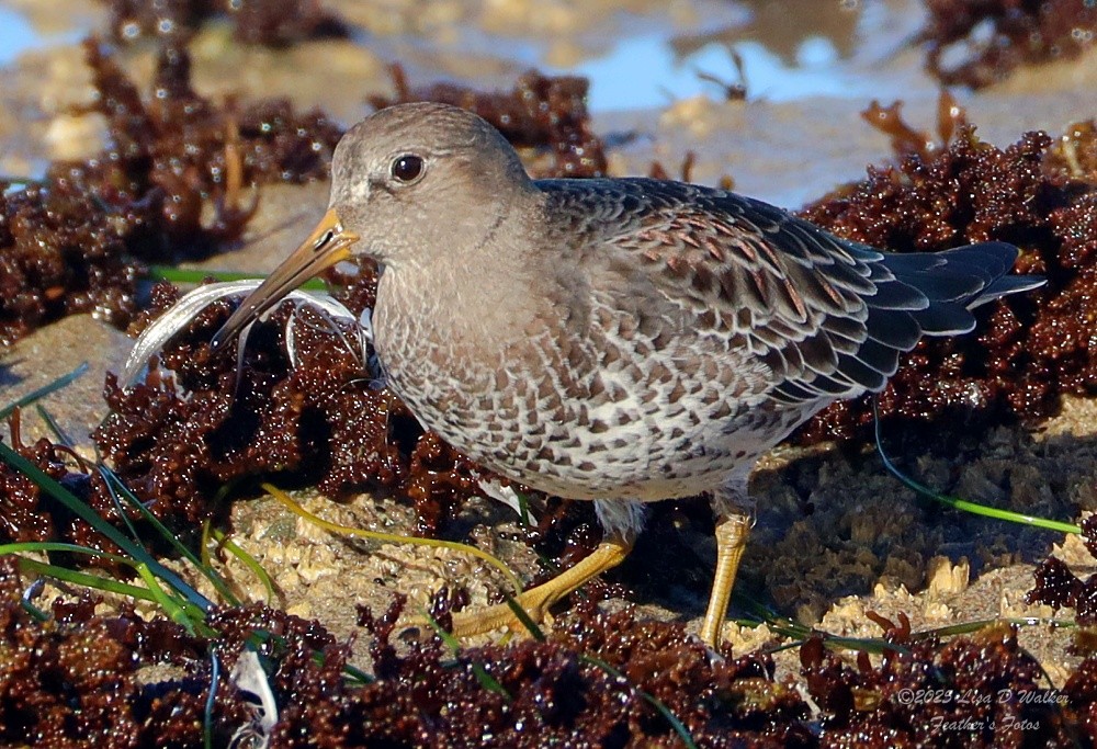 klippesnipe - ML644281336