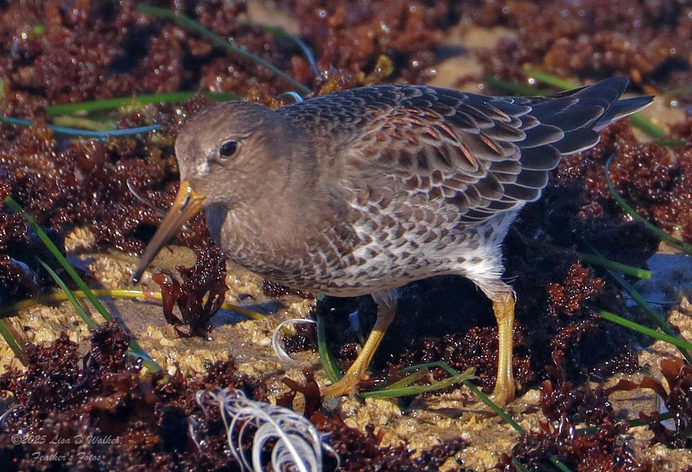 klippesnipe - ML644281337