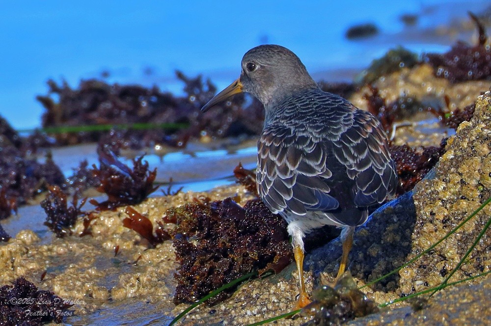 klippesnipe - ML644281338