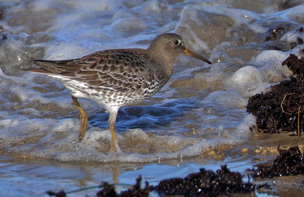 klippesnipe - ML644281339