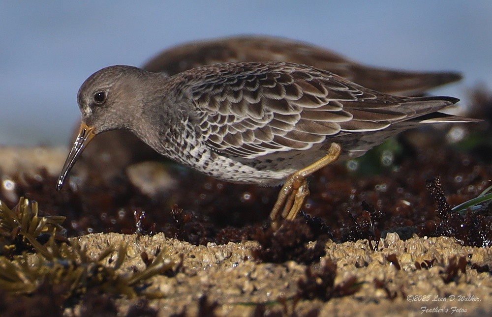 klippesnipe - ML644281340