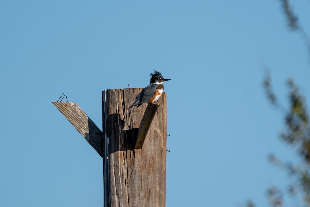 Belted Kingfisher - ML644281342