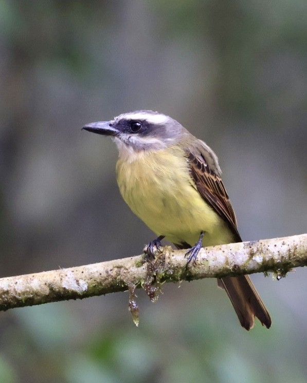 Tyran à ventre d'or - ML644281343