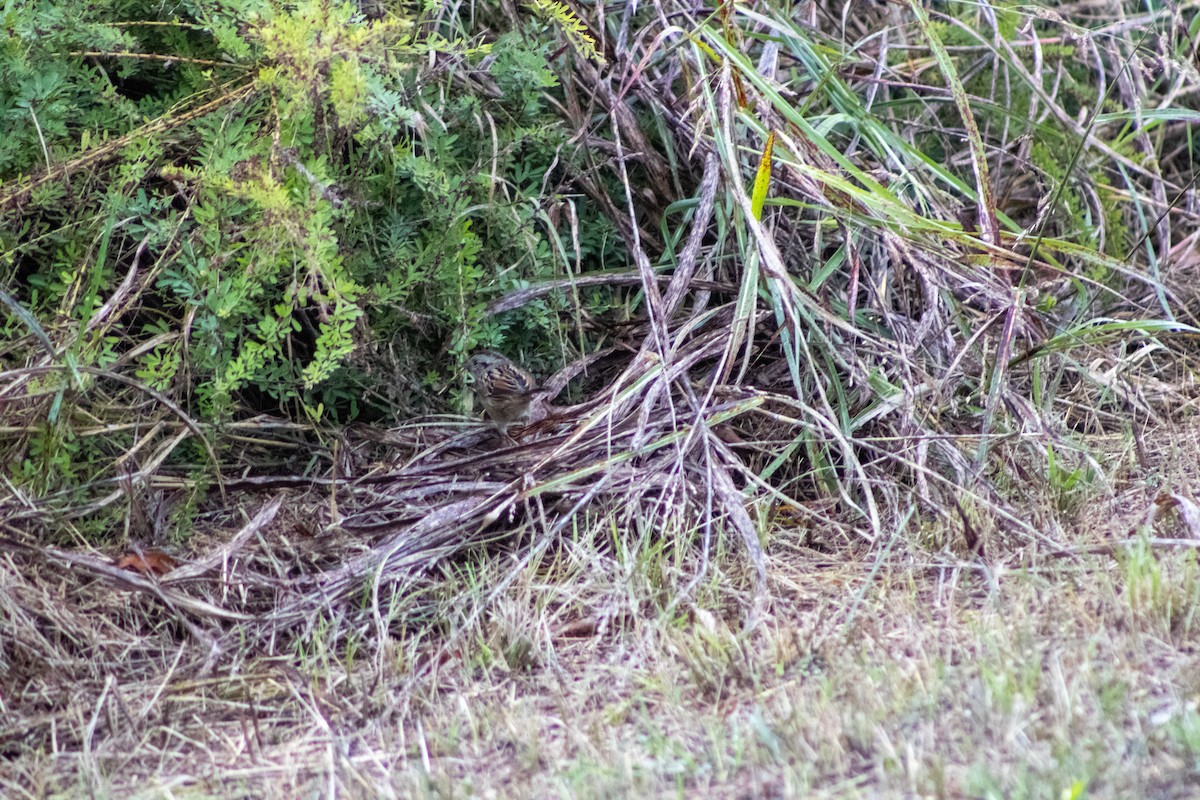 Swamp Sparrow - ML644281349