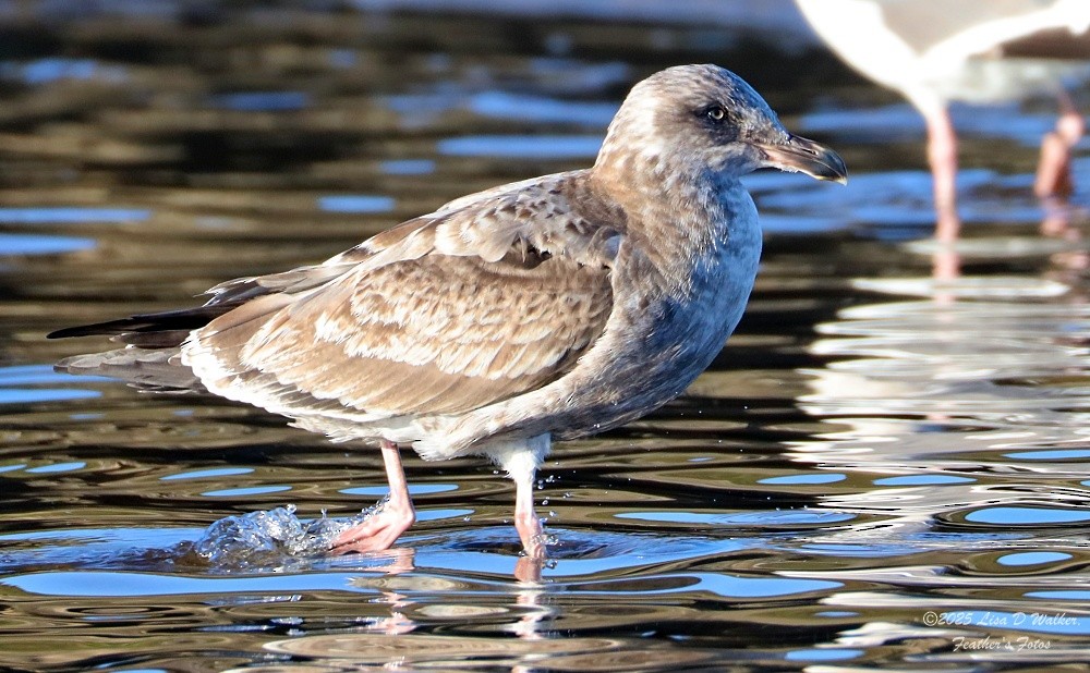 アメリカオオセグロカモメ - ML644281362