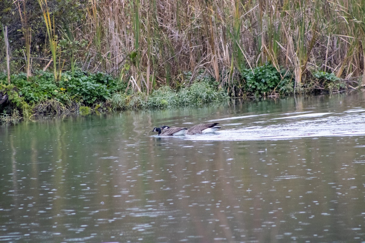 Canada Goose - ML644281364