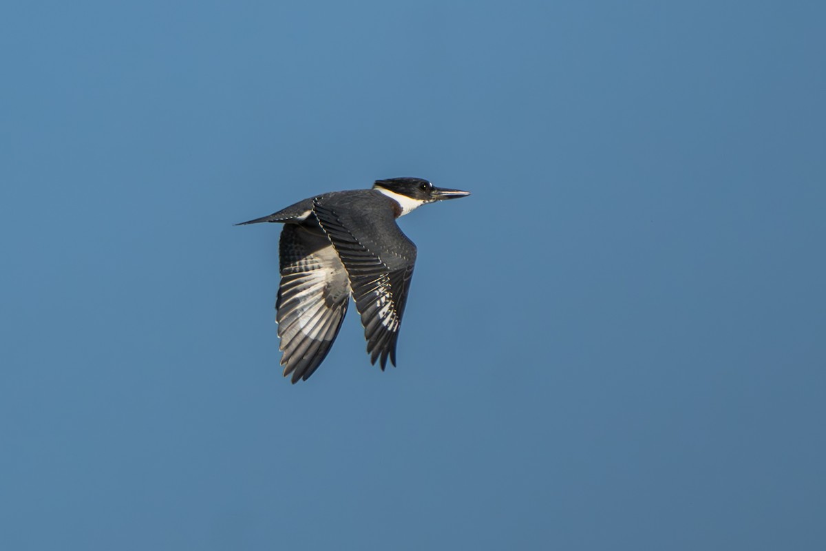 Belted Kingfisher - ML644281365