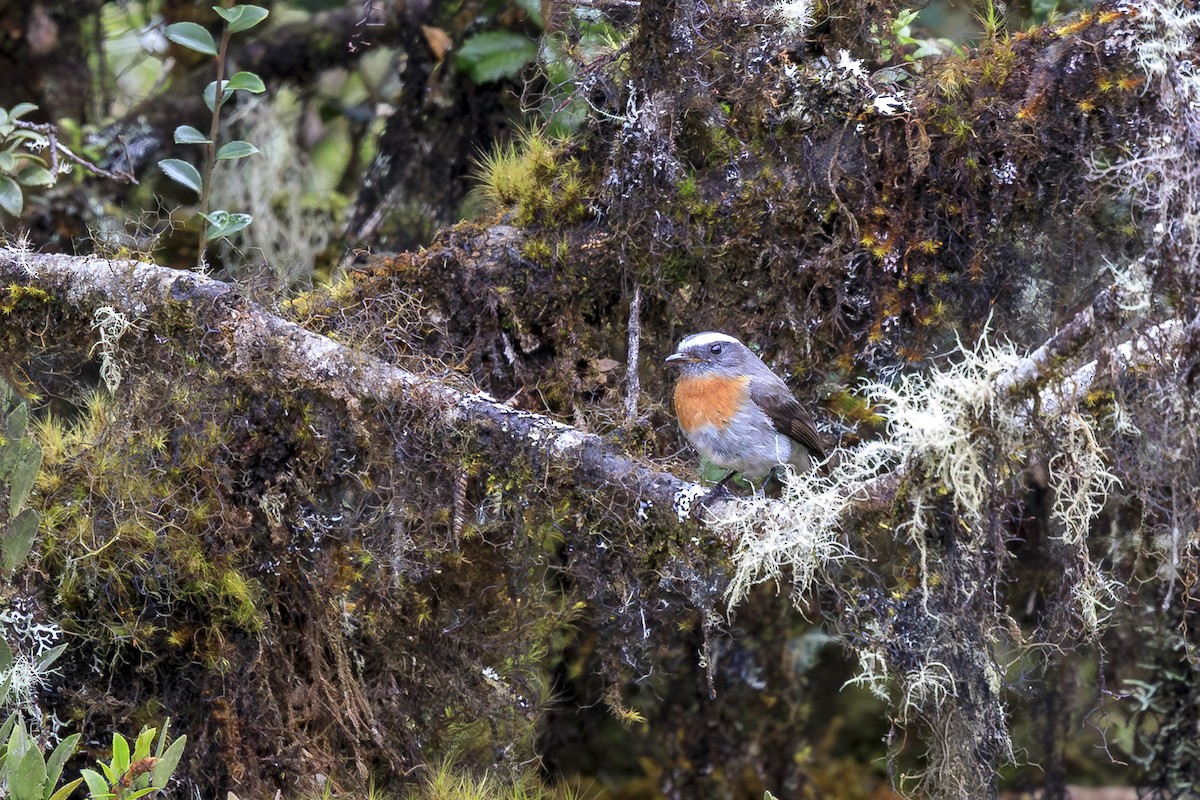 Rufous-breasted Chat-Tyrant - ML644281375