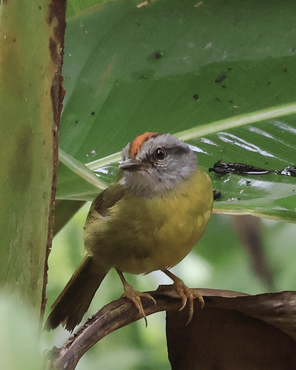 Paruline à diadème - ML644281376