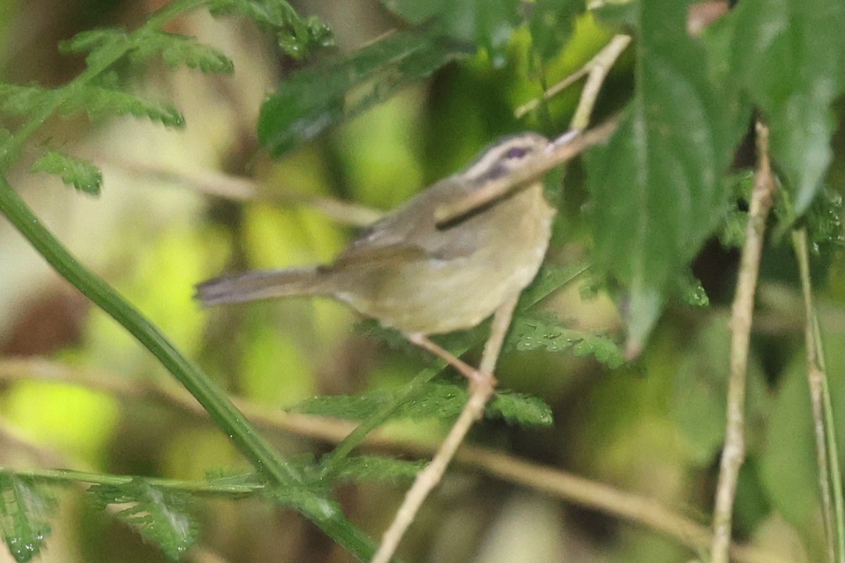 costaricaparula - ML644281379
