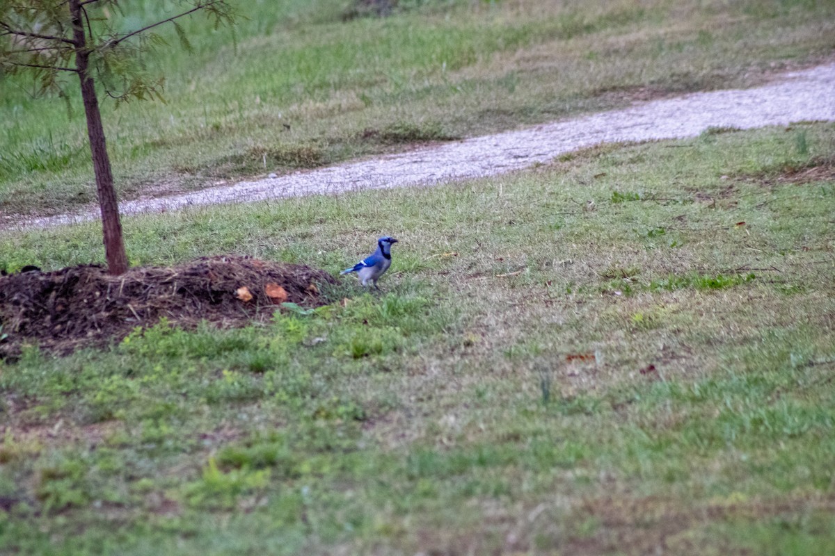 Blue Jay - ML644281381