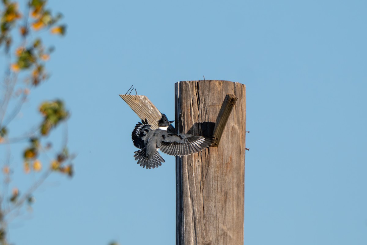 Belted Kingfisher - ML644281385
