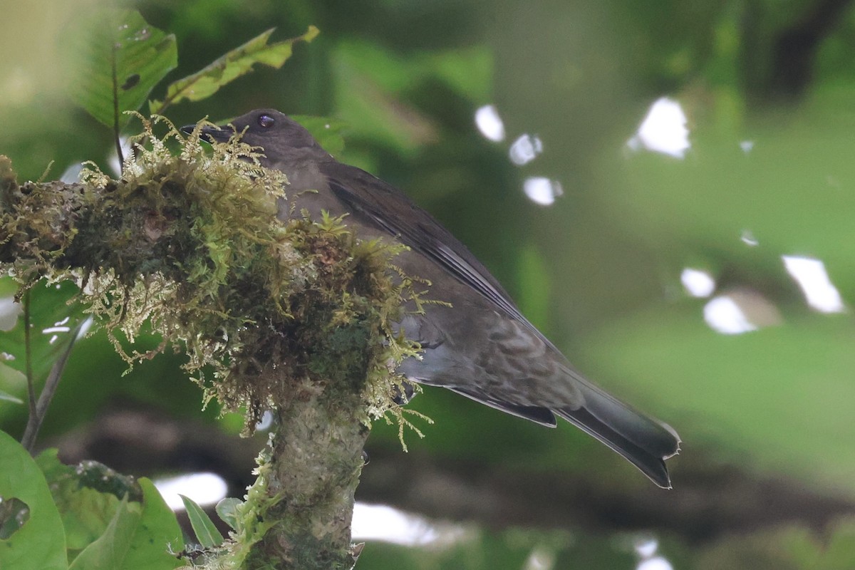 Mountain Thrush - ML644281391