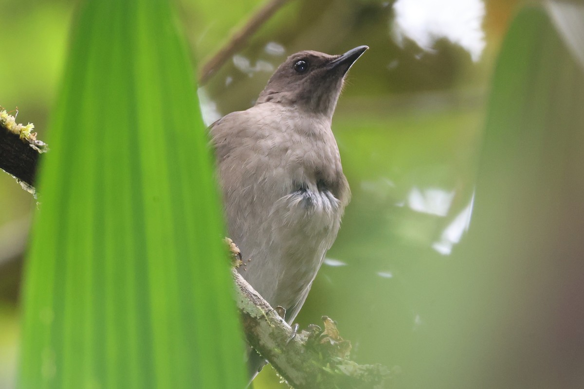 Mountain Thrush - ML644281398