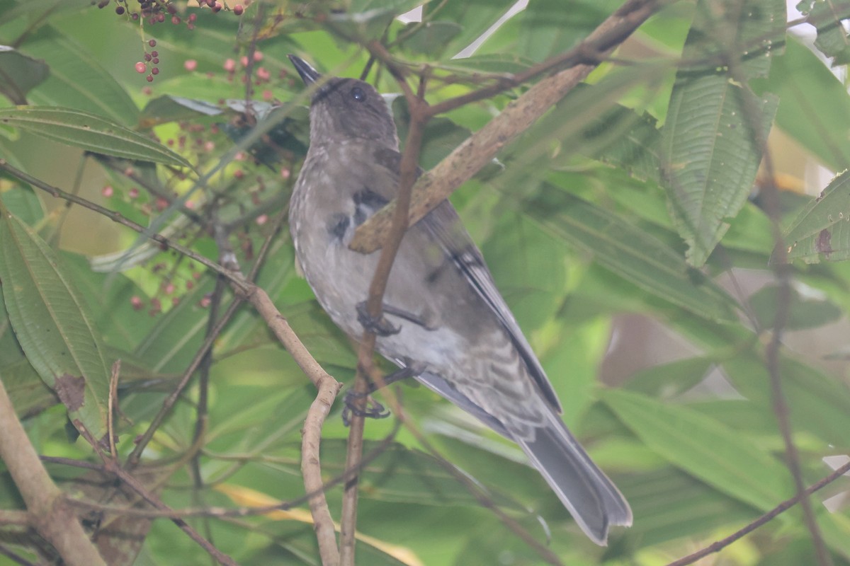 Mountain Thrush - ML644281399