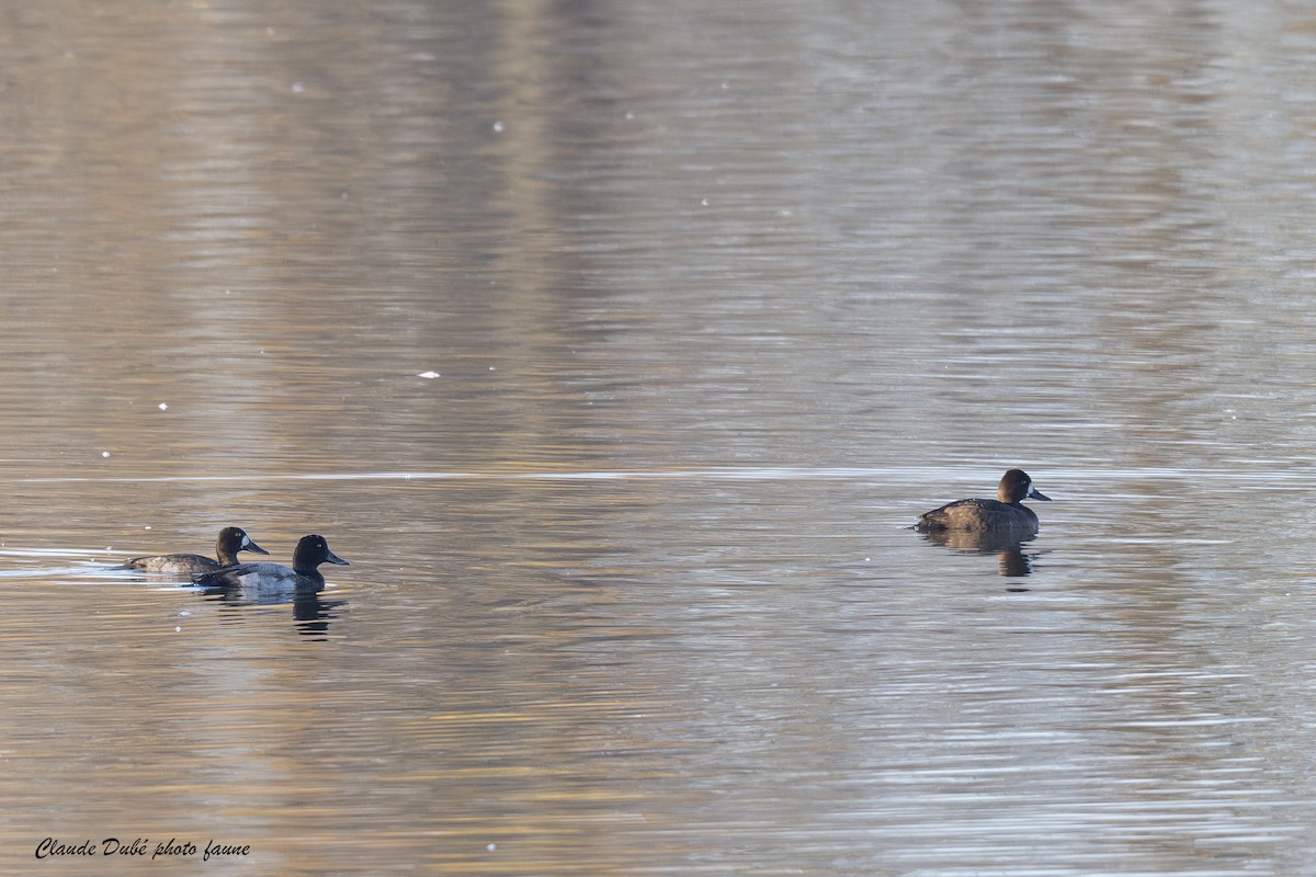 Fuligule milouinan - ML644281403