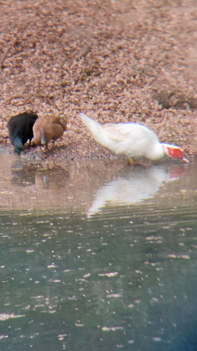 番鴨(馴化)(薑母鴨) - ML644281405