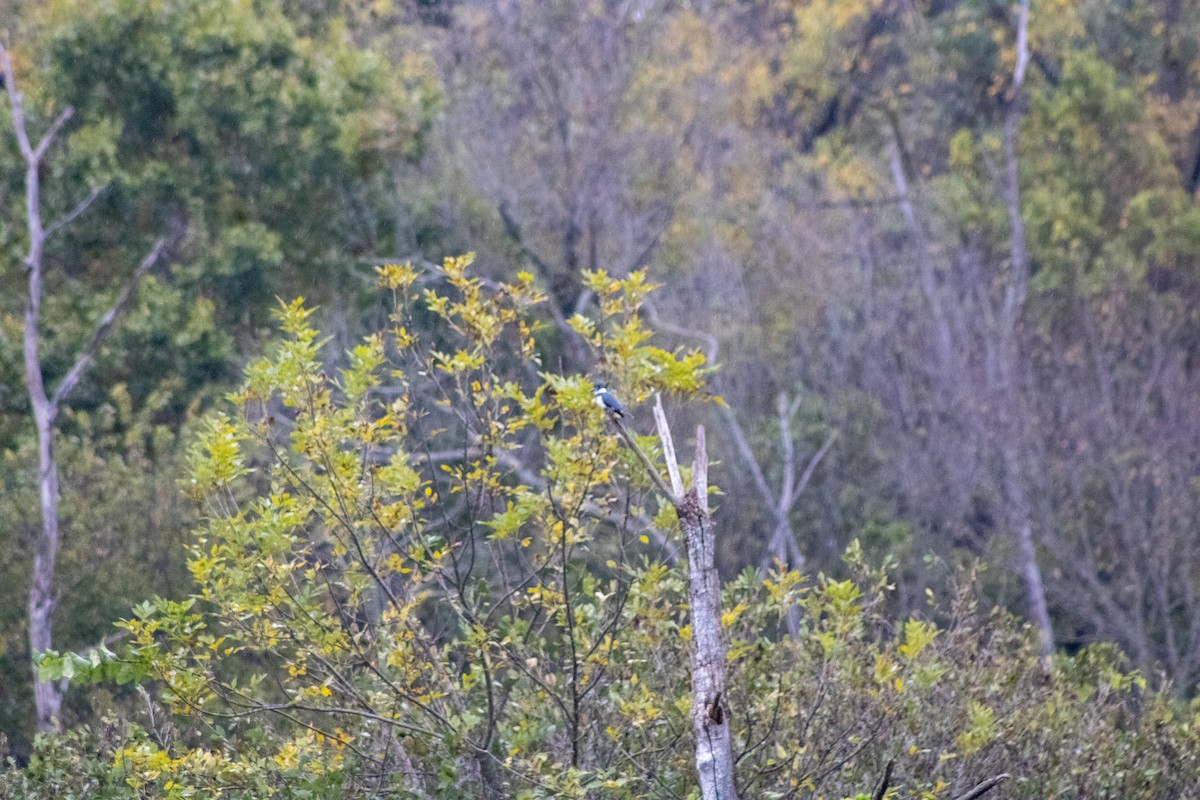 Belted Kingfisher - ML644281408