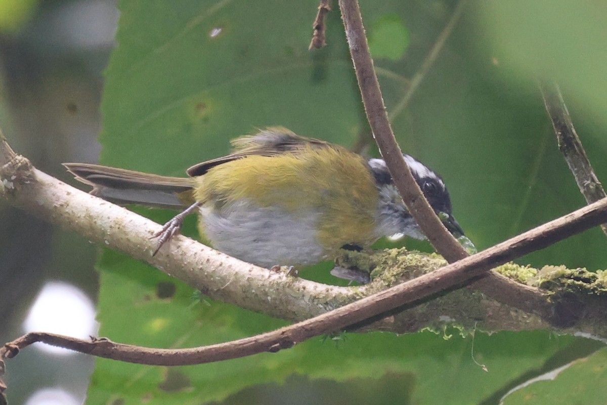 Sooty-capped Chlorospingus - ML644281414