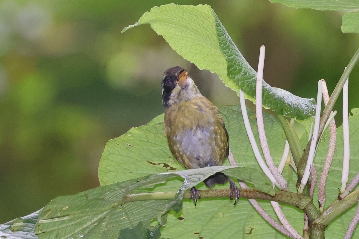 Sooty-capped Chlorospingus - ML644281415