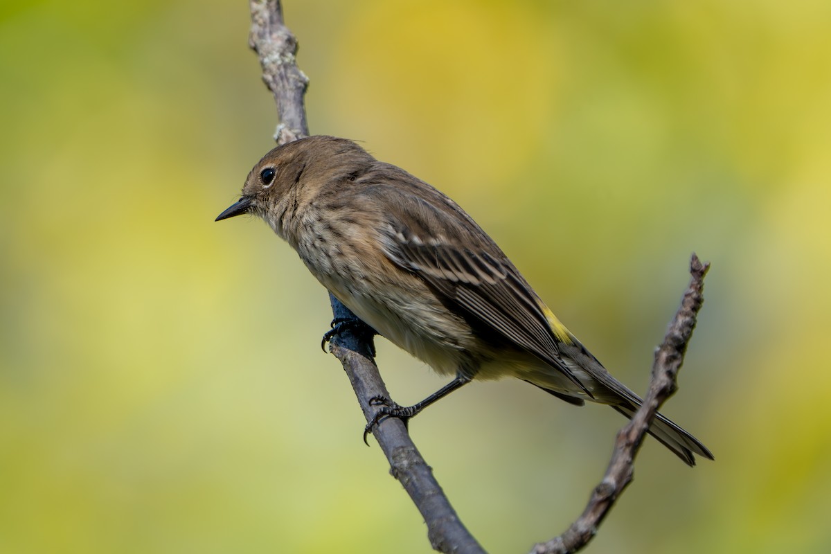 Yellow-rumped Warbler - ML644281416