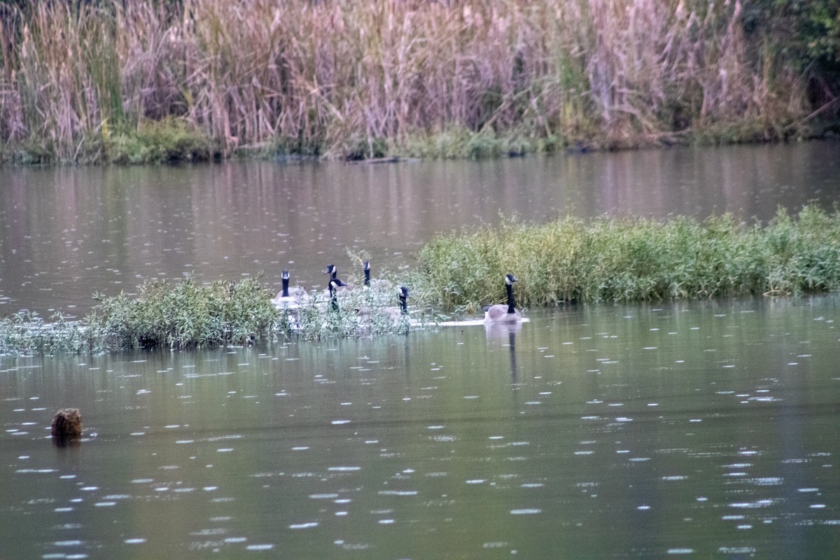 Canada Goose - ML644281422