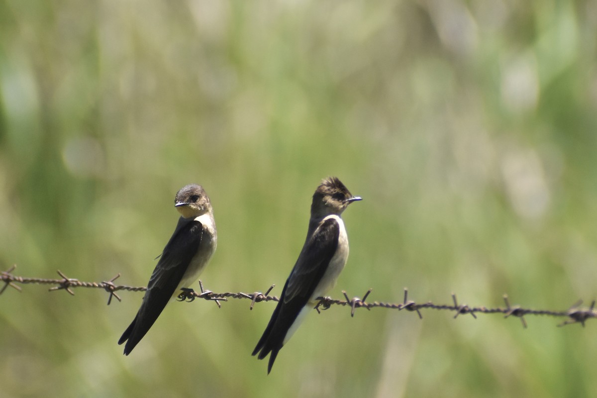 Golondrina Gorjirrufa - ML644281423