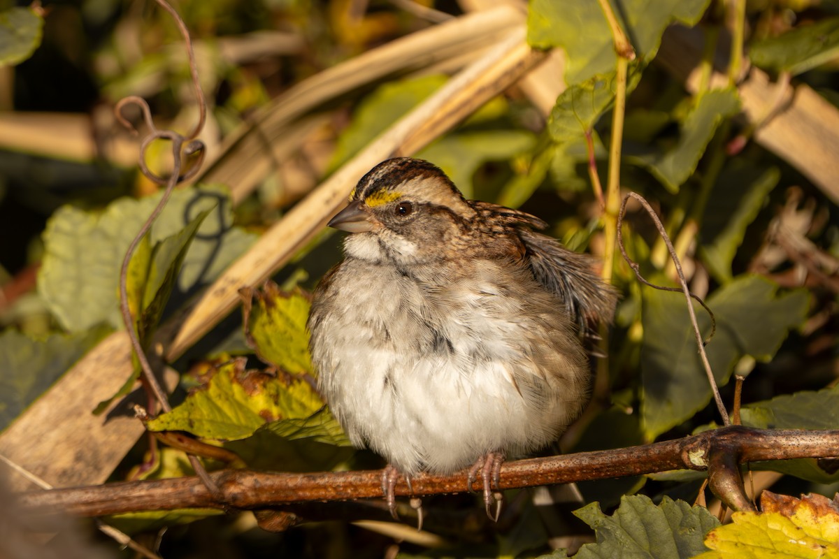 White-throated Sparrow - ML644281424
