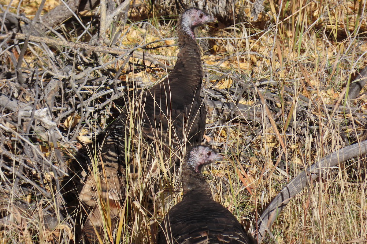 הודן בר - ML644281425