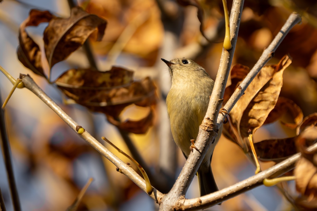 Ruby-crowned Kinglet - ML644281439