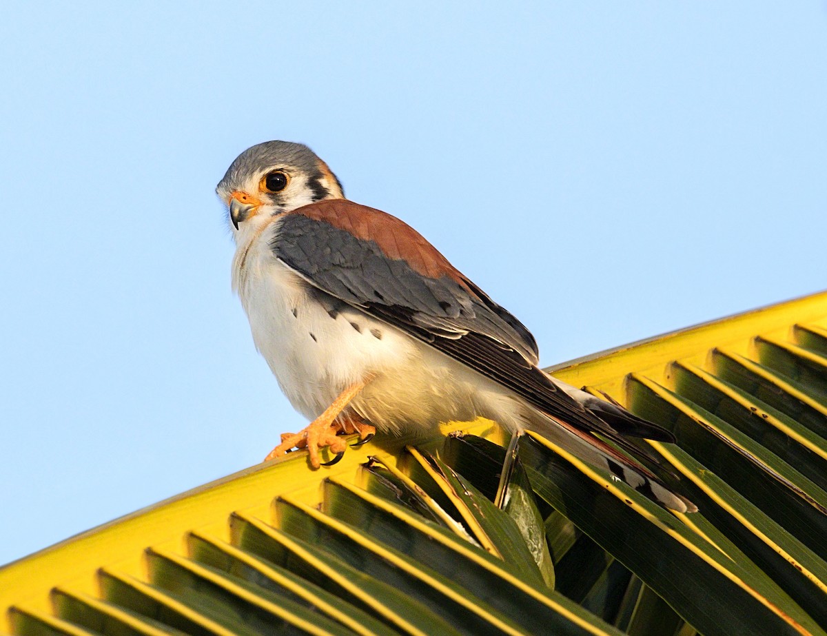 アメリカチョウゲンボウ - ML644281440