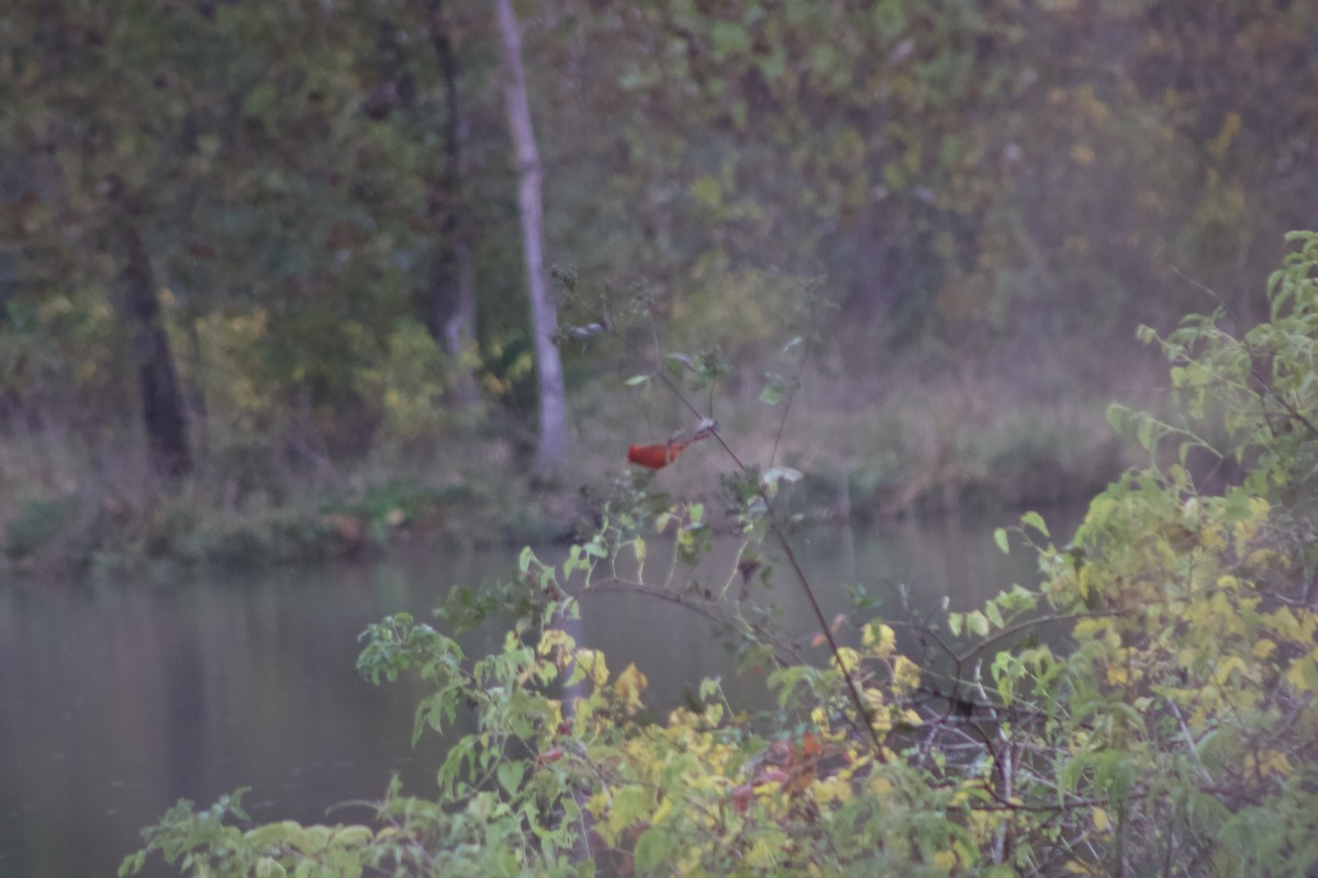 Northern Cardinal - ML644281443