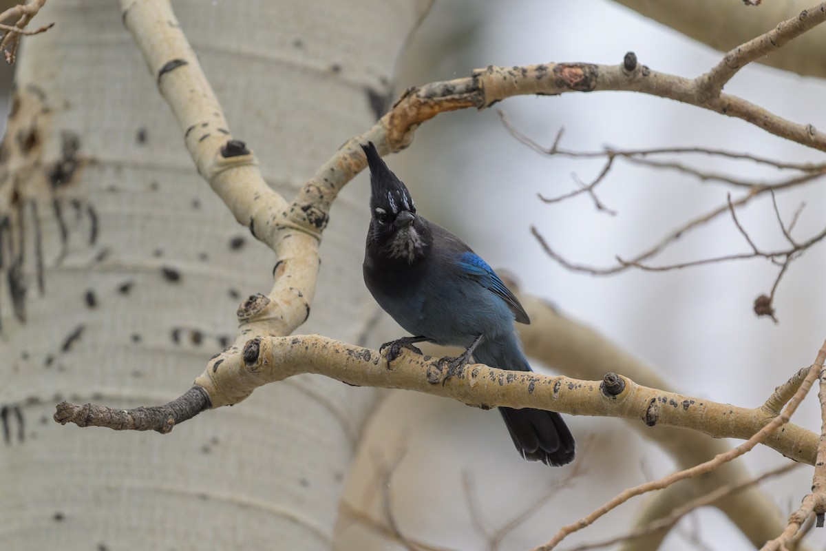 Стеллерова сойка [группа diademata] - ML644281444