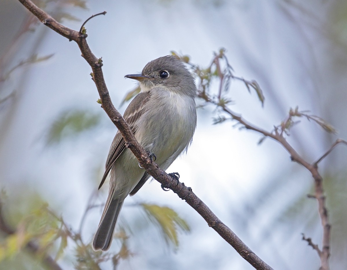 ダイアンチルヒタキモドキ - ML644281448