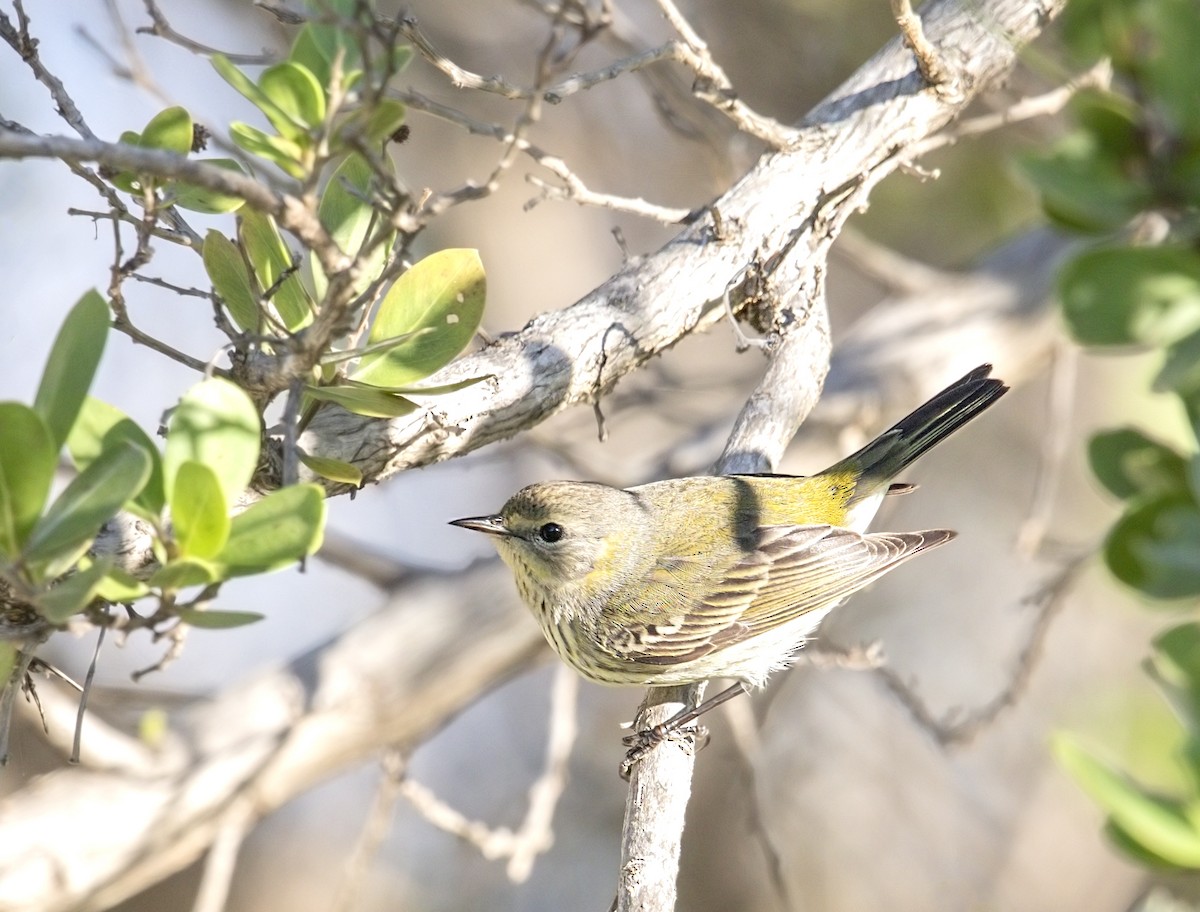 ホオアカアメリカムシクイ - ML644281453