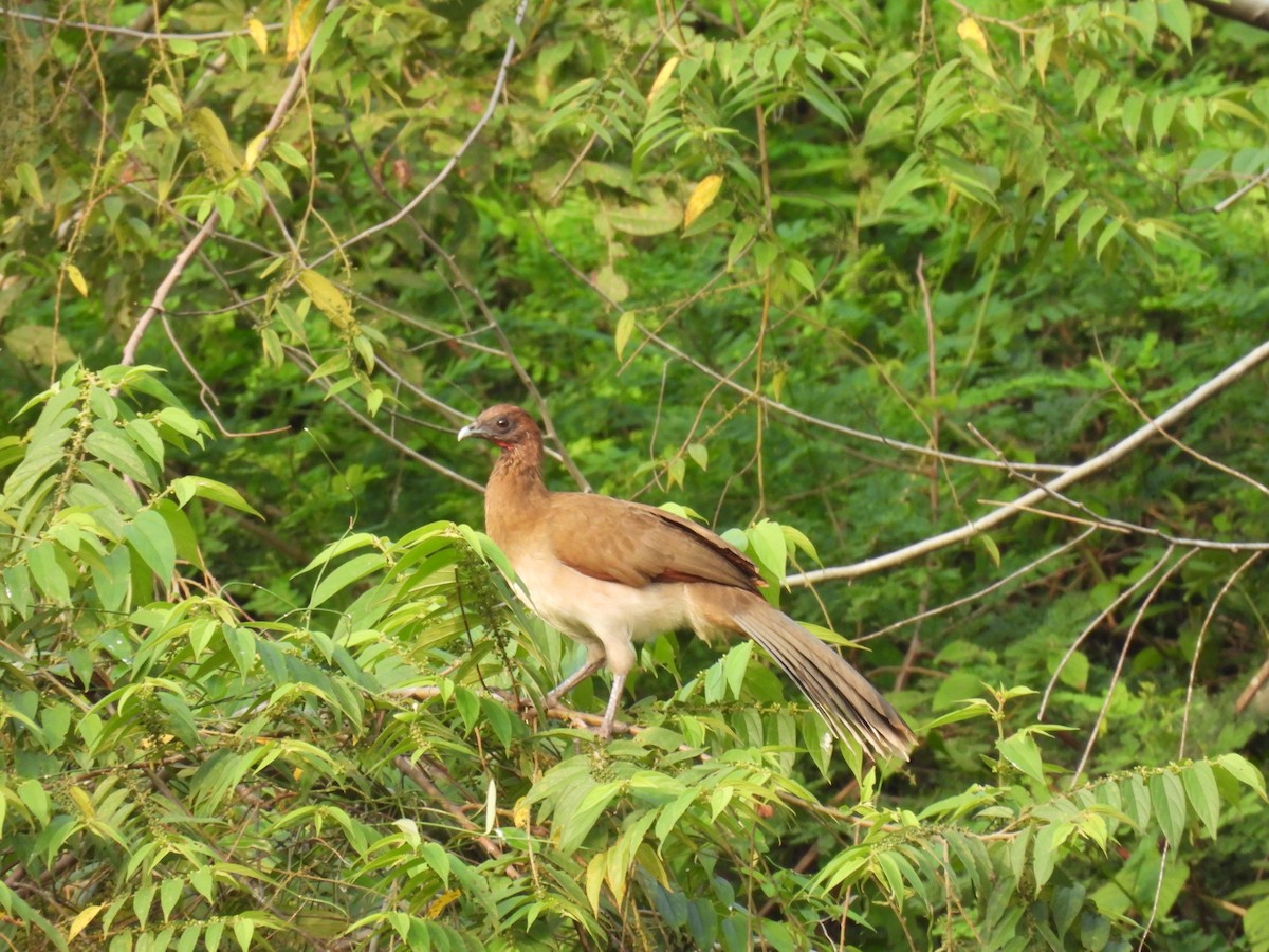 Chestnut-winged Chachalaca - ML644281459