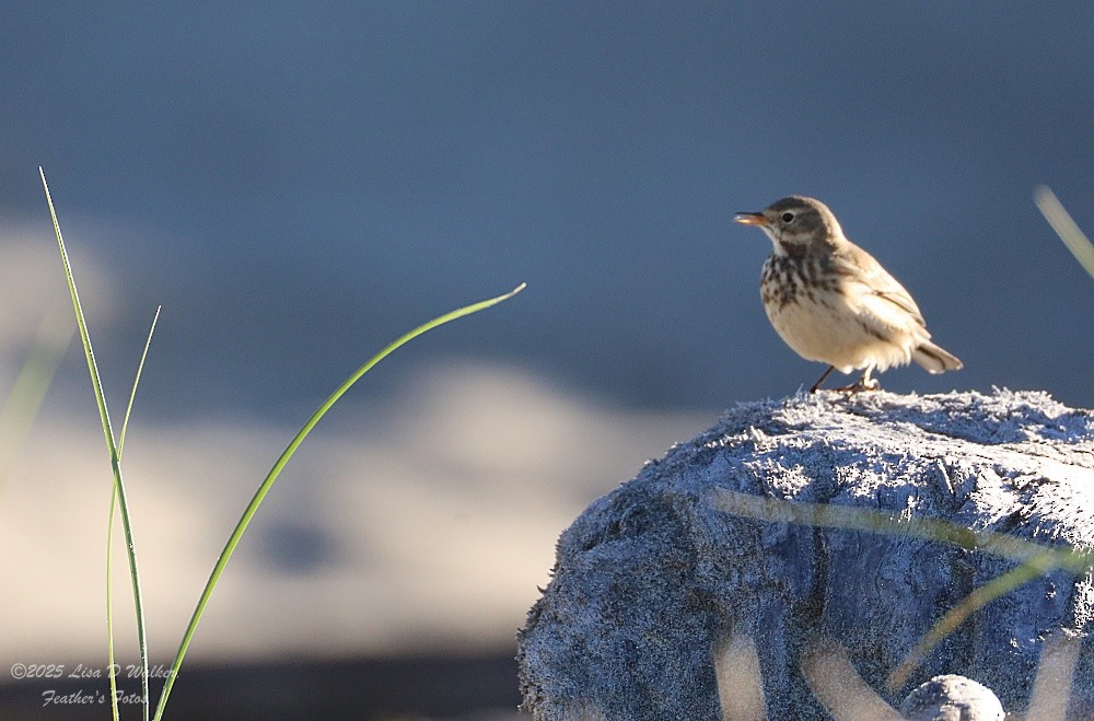 American Pipit - ML644281460