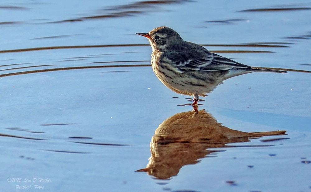 American Pipit - ML644281461