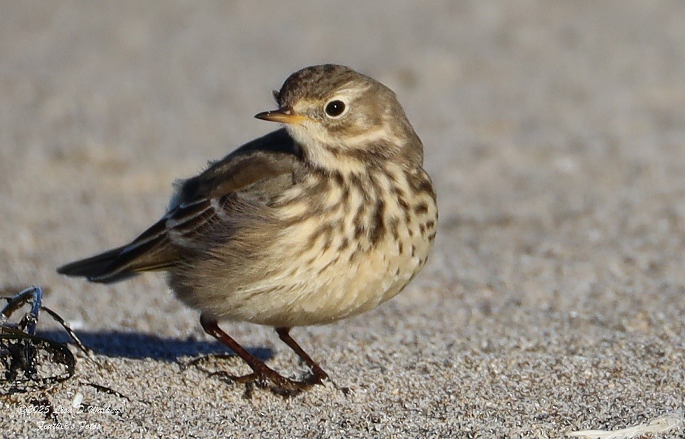 American Pipit - ML644281462